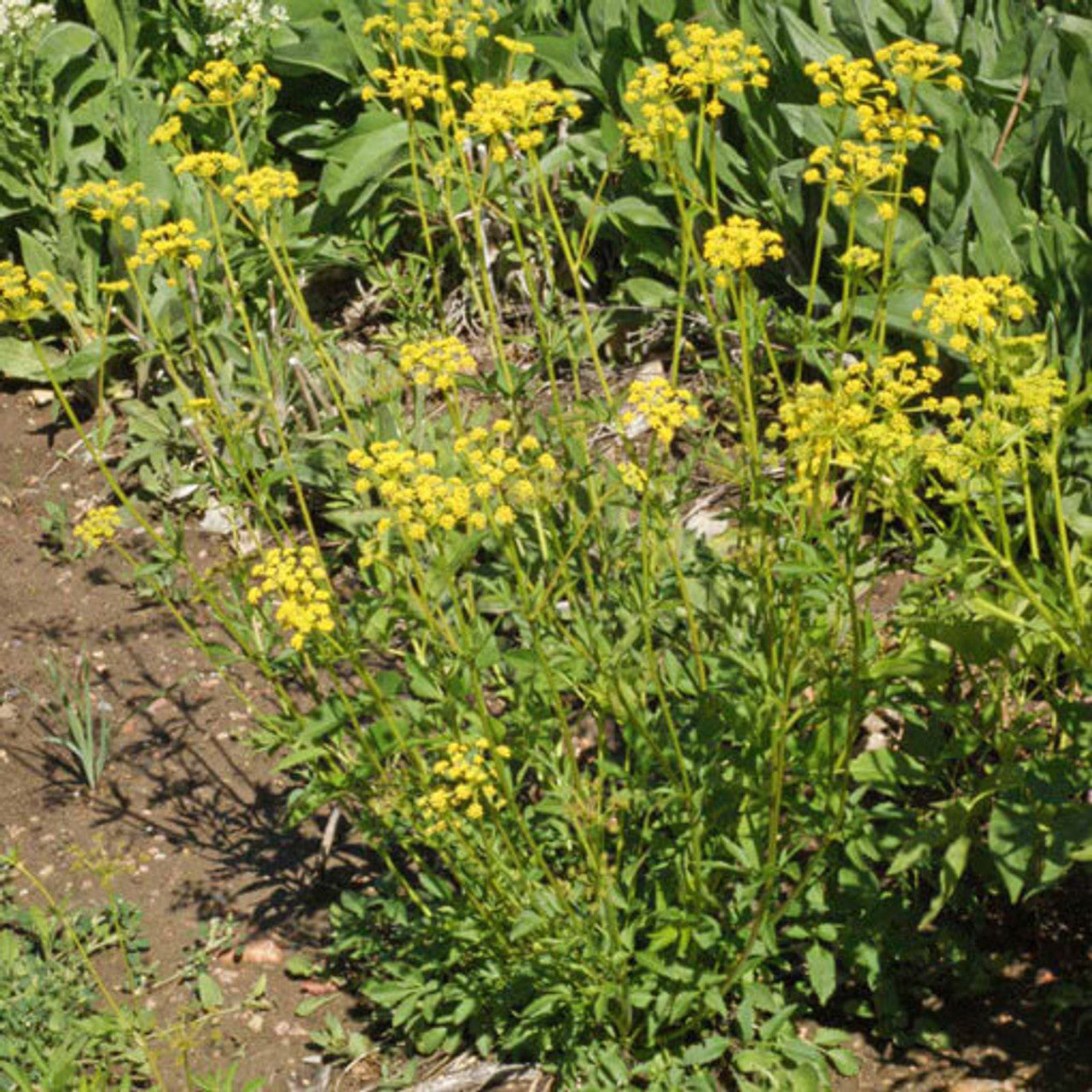 Golden Alexanders Seed (Zizia aurea)