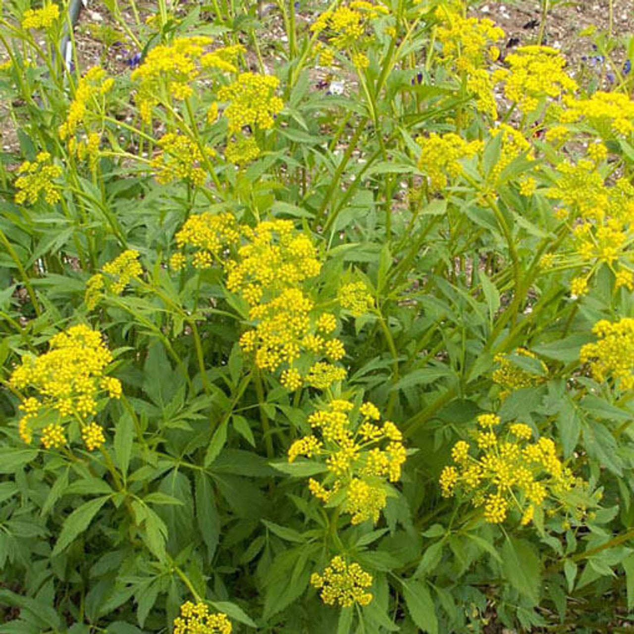 Golden Alexanders Seed (Zizia aurea)