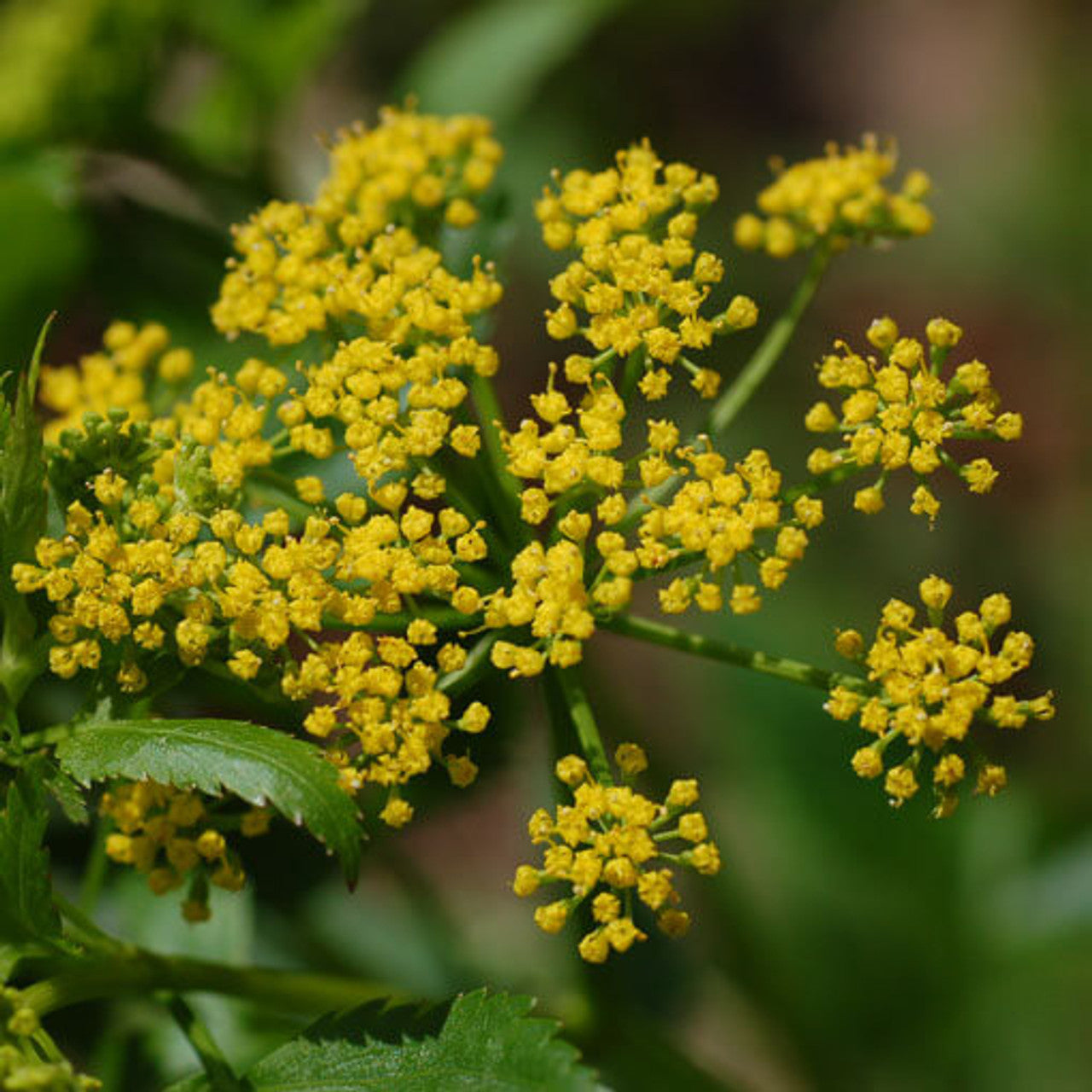 Golden Alexanders Seed (Zizia aurea)