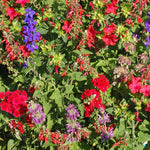 Hummingbird Mix