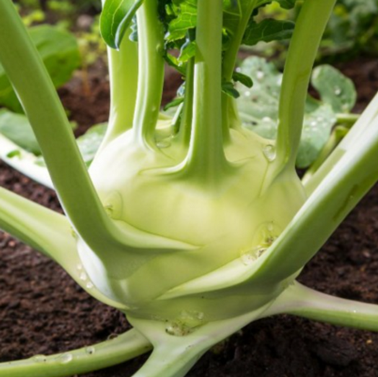 White Vienna Kohlrabi