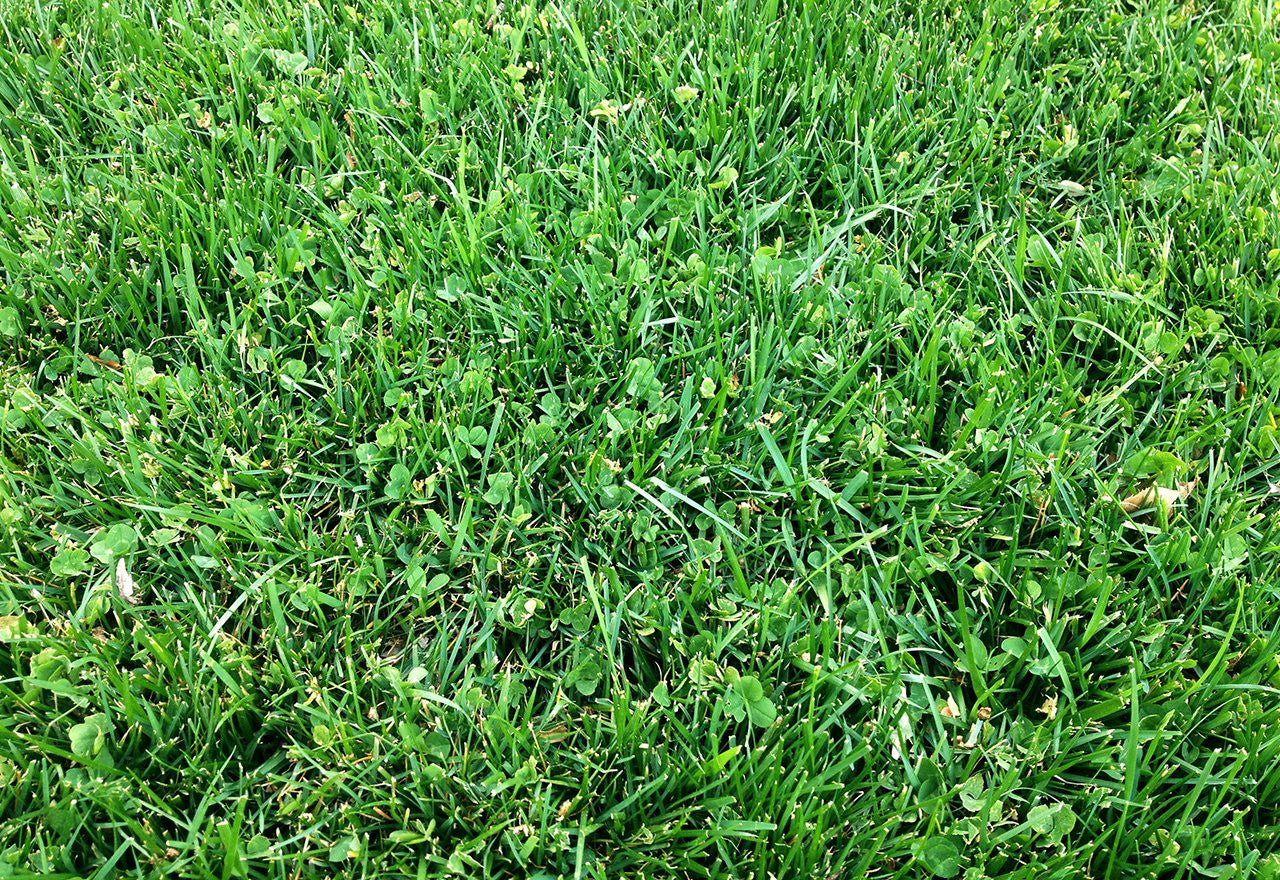 EuroMic MicroClover Seed