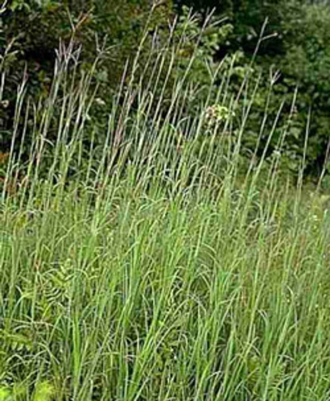 Big Bluestem Seed (Andropogon gerardii)
