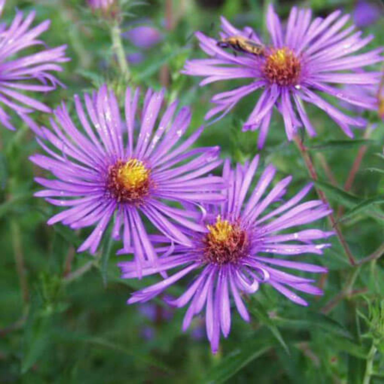 New England Aster Seed (Aster novae-angliae)