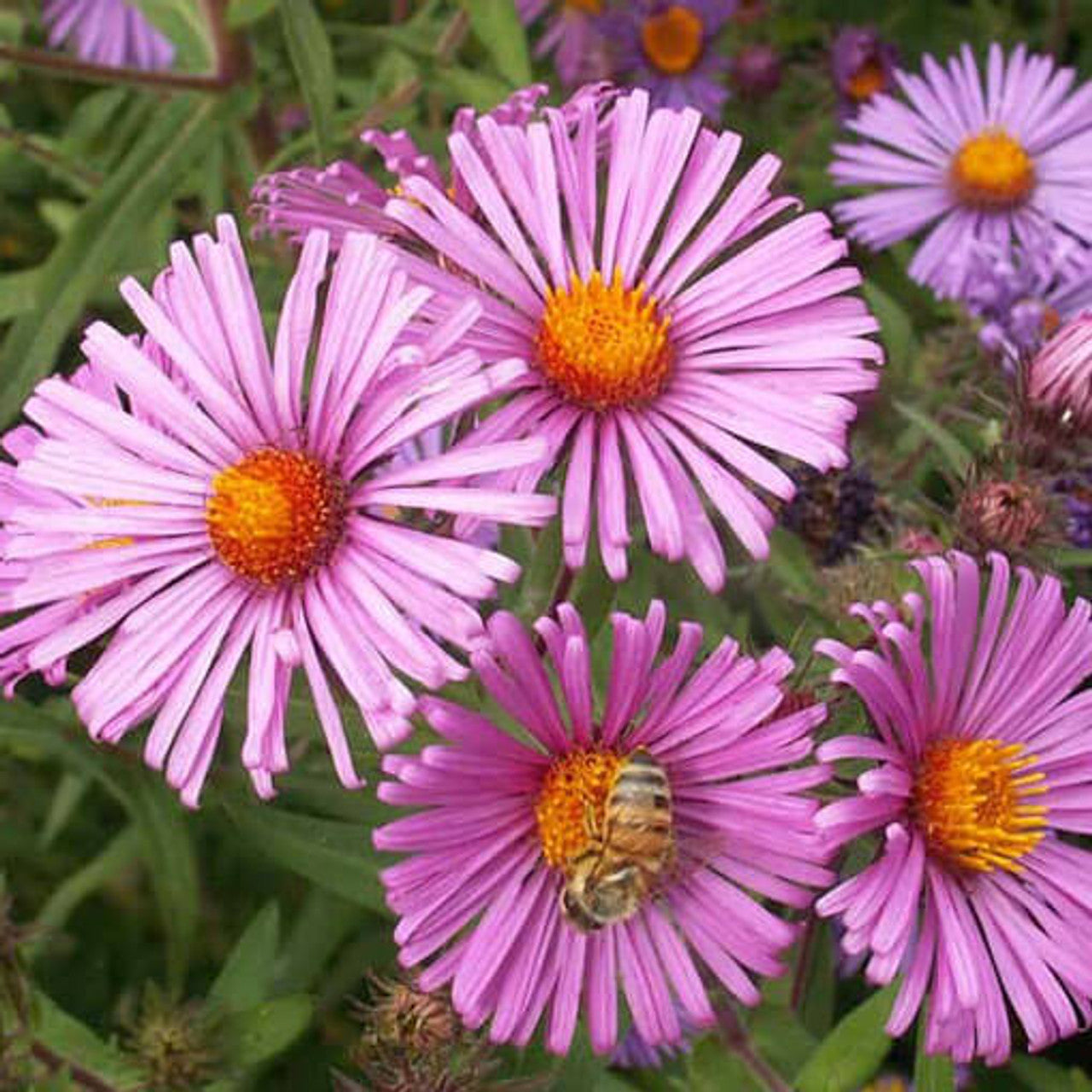 New England Aster Seed (Aster novae-angliae)