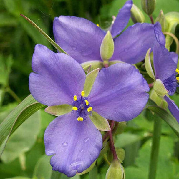 Ohio Spiderwort (Tradescantia ohiensis)