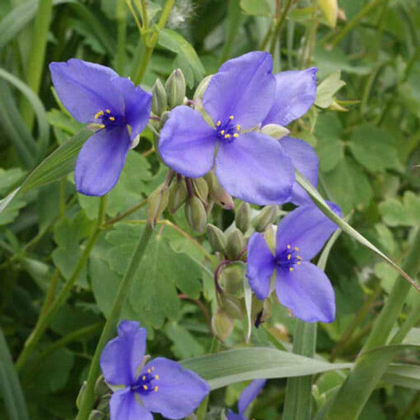 Ohio Spiderwort (Tradescantia ohiensis)