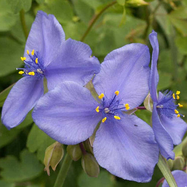 Ohio Spiderwort (Tradescantia ohiensis)