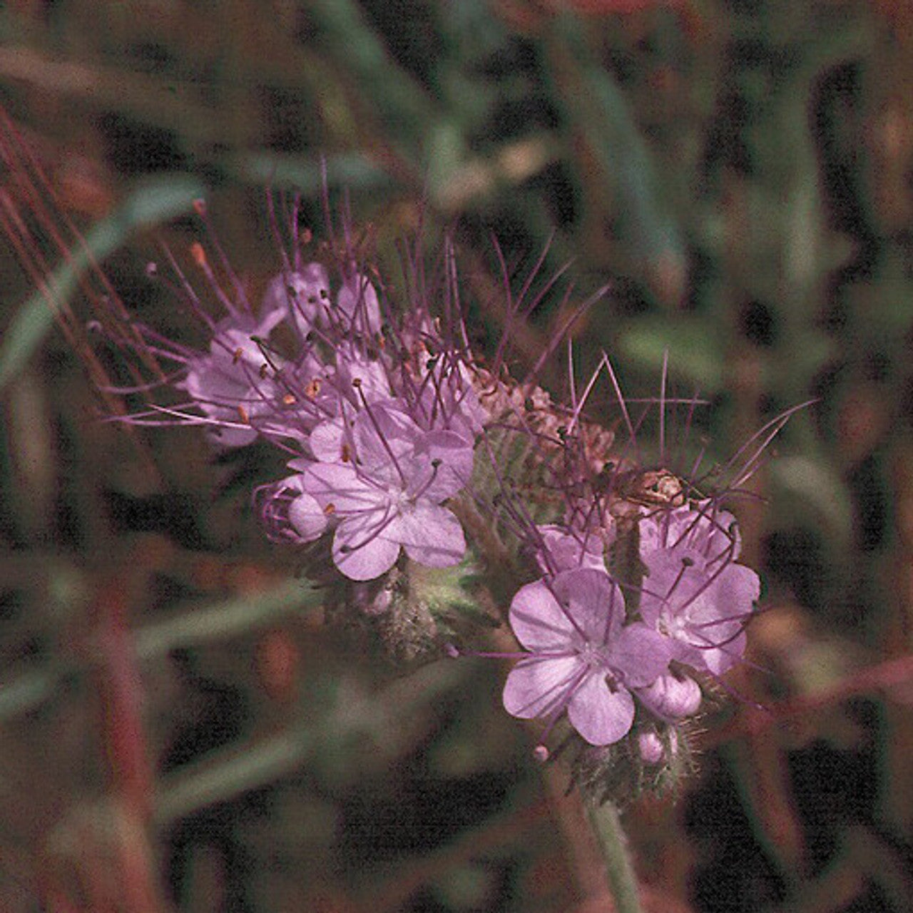 Phacelia (Phacelia Tanacetifolia)