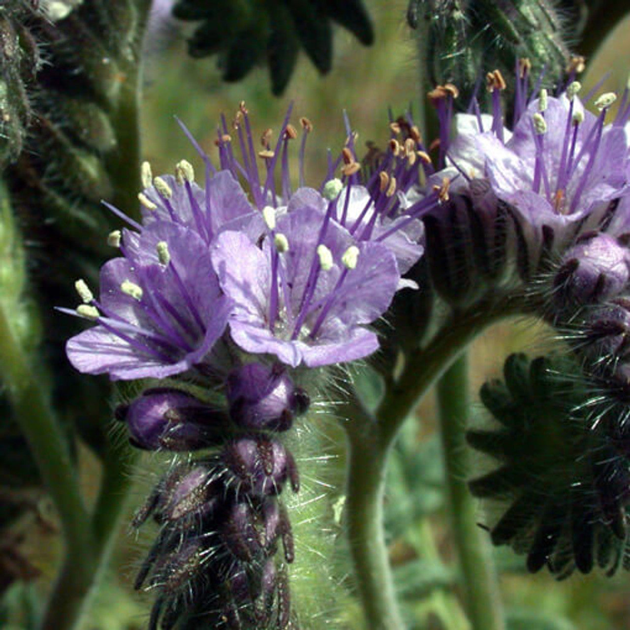 Phacelia (Phacelia Tanacetifolia)