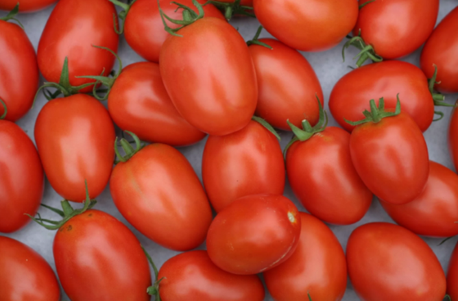 Roma VF Tomato