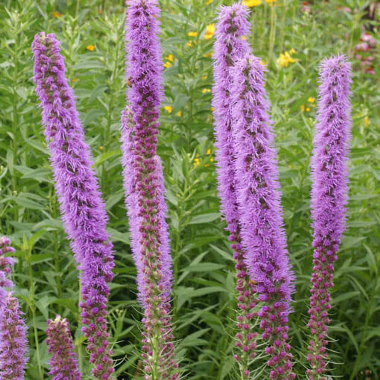 Prairie Blazing Star Seed (Liatris pycnostachya)