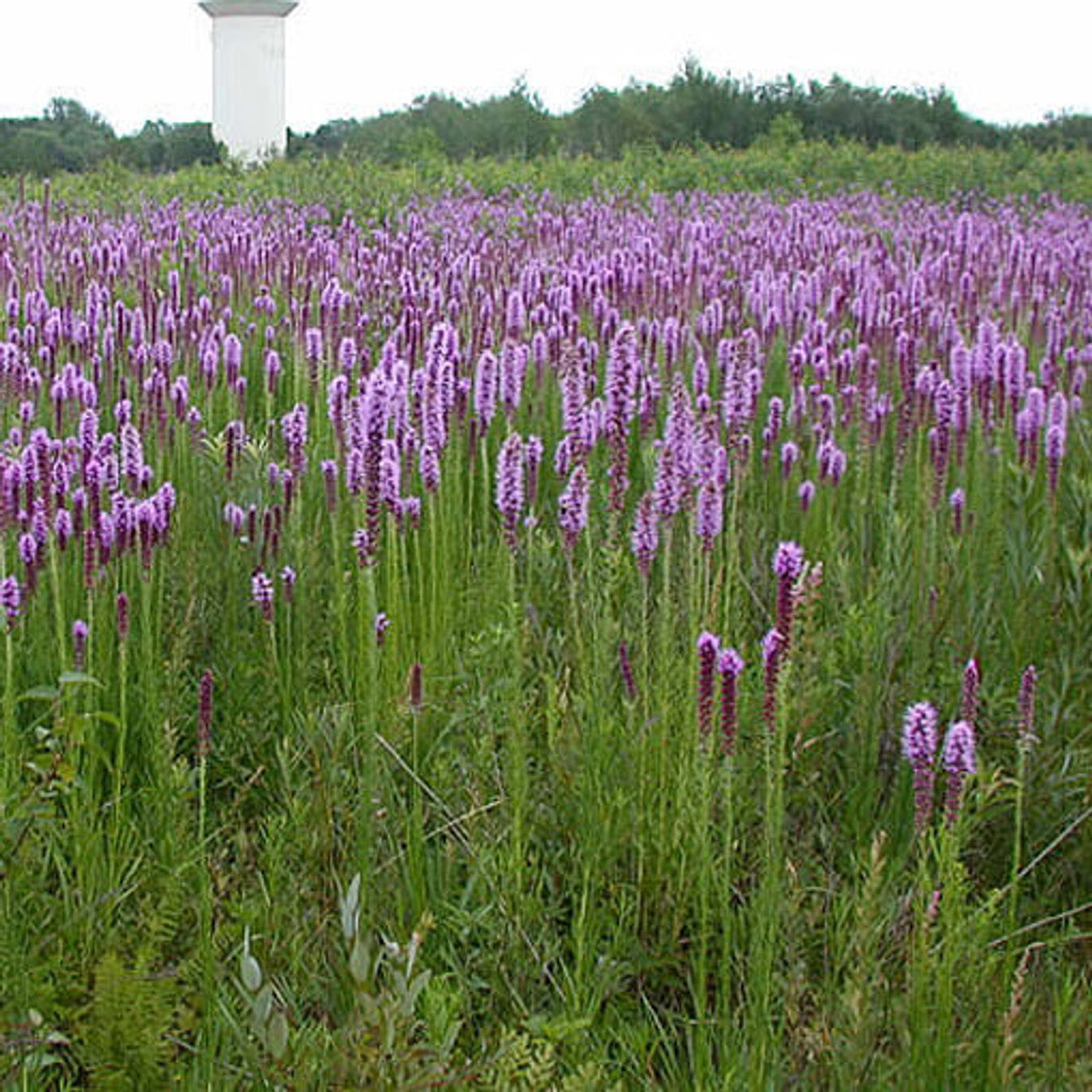 Prairie Blazing Star Seed (Liatris pycnostachya)