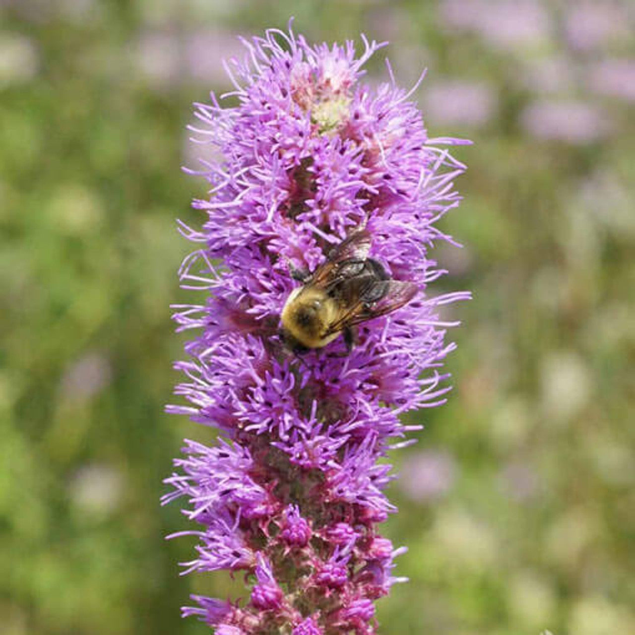 Prairie Blazing Star Seed (Liatris pycnostachya)