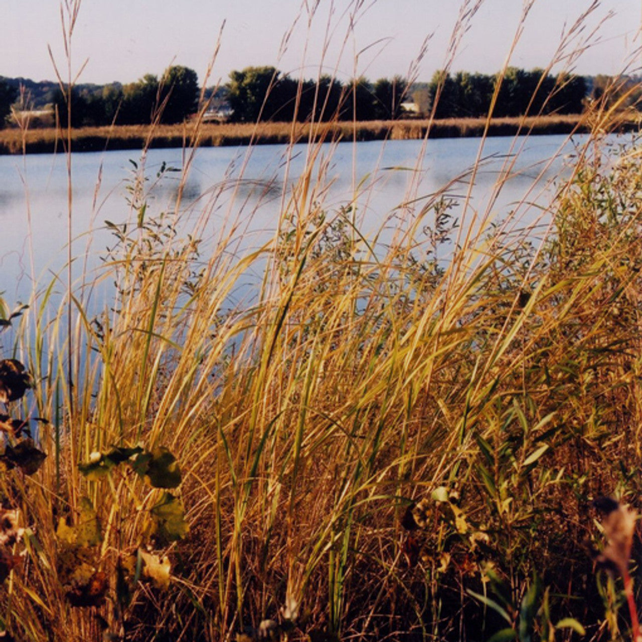 Prairie Cordgrass Seed (Spartina pectinata)