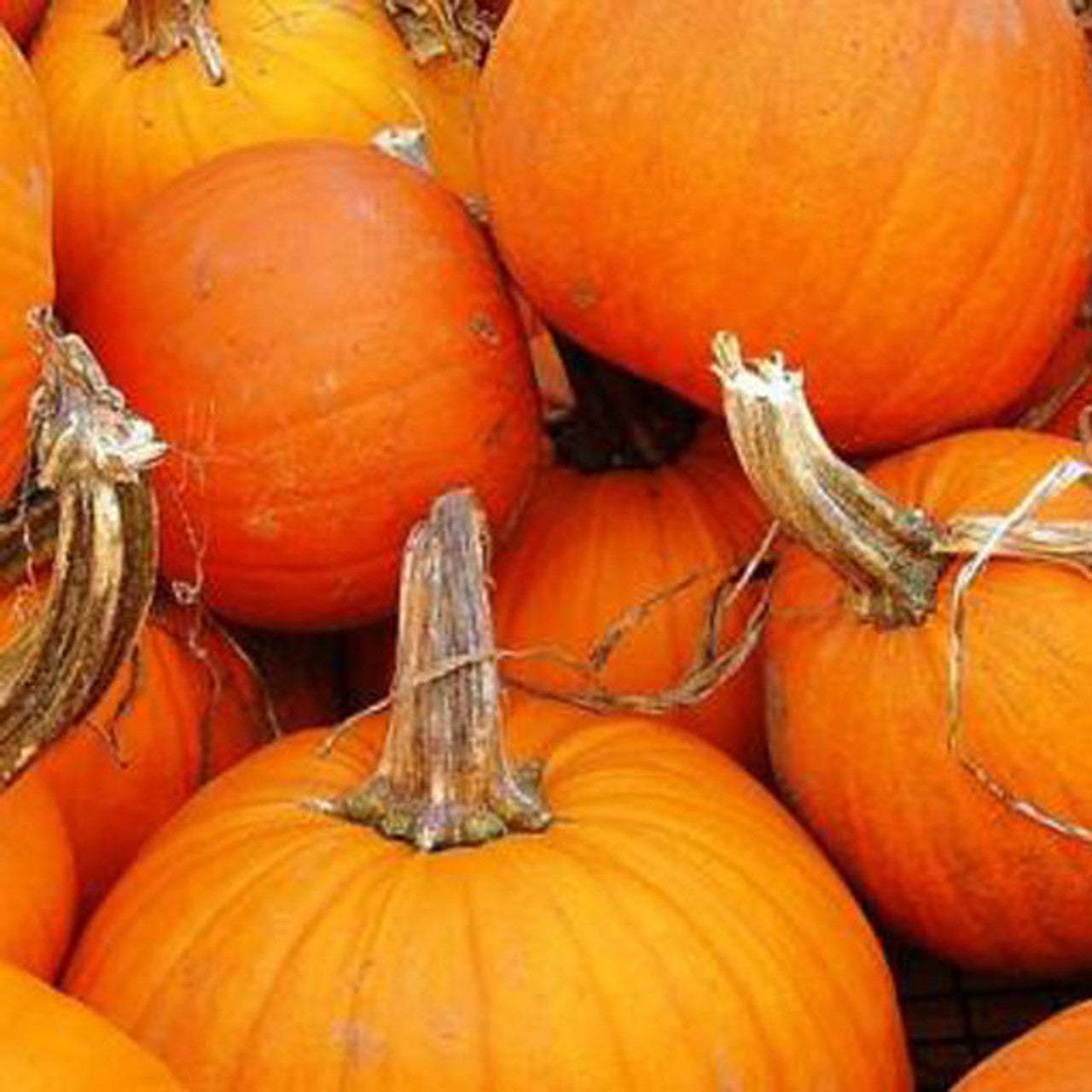Connecticut Field Pumpkin Seed