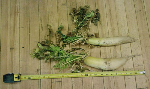 Forage Radish Food Plot Seed