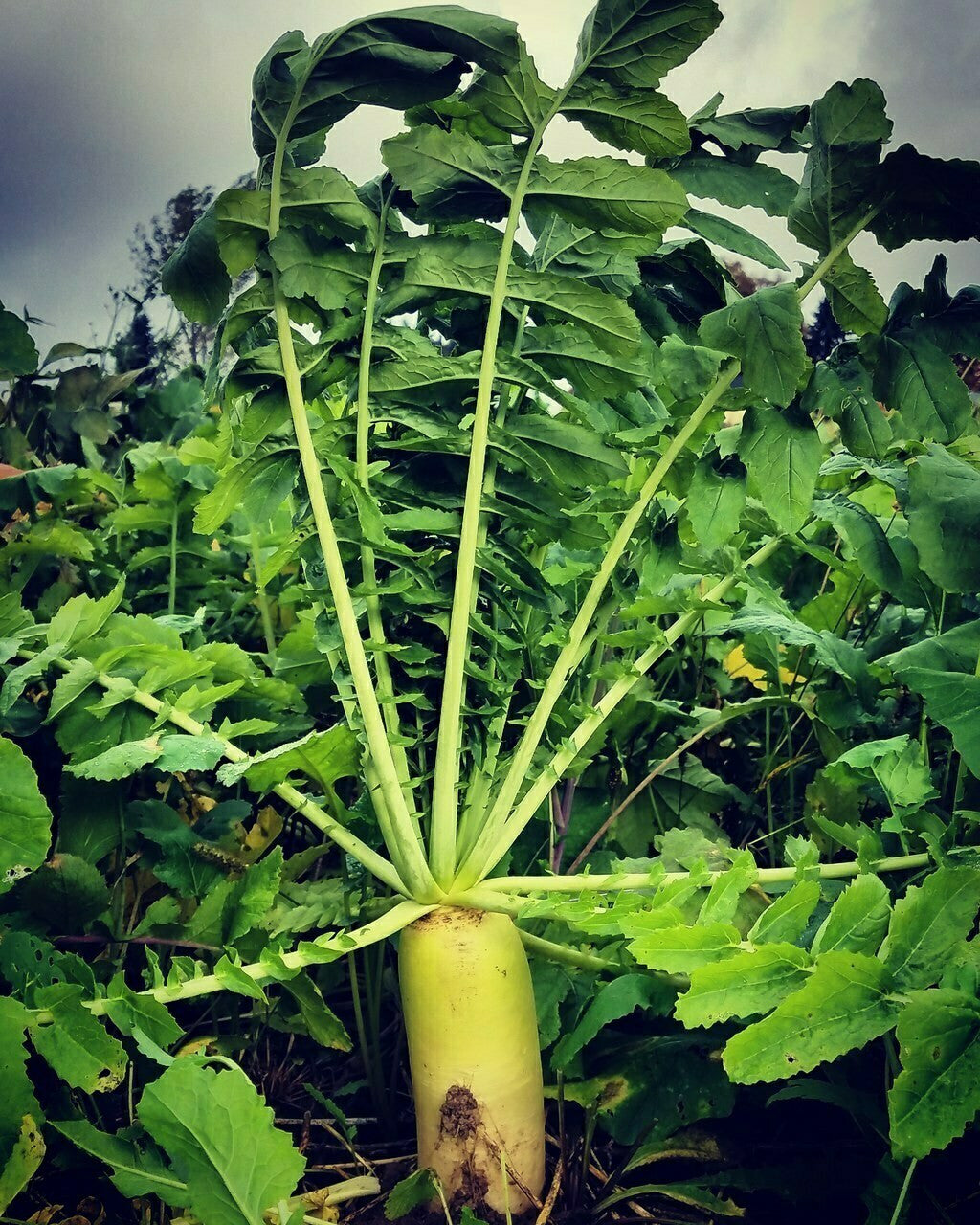 Forage Radish Food Plot Seed