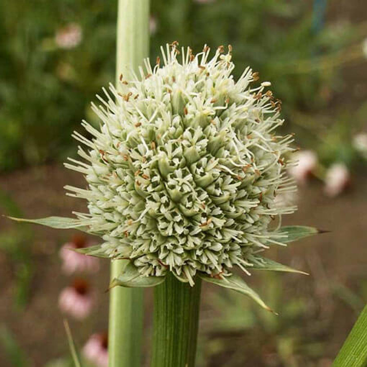 Rattlesnake Master Seed (Eryngium yuccifolium)