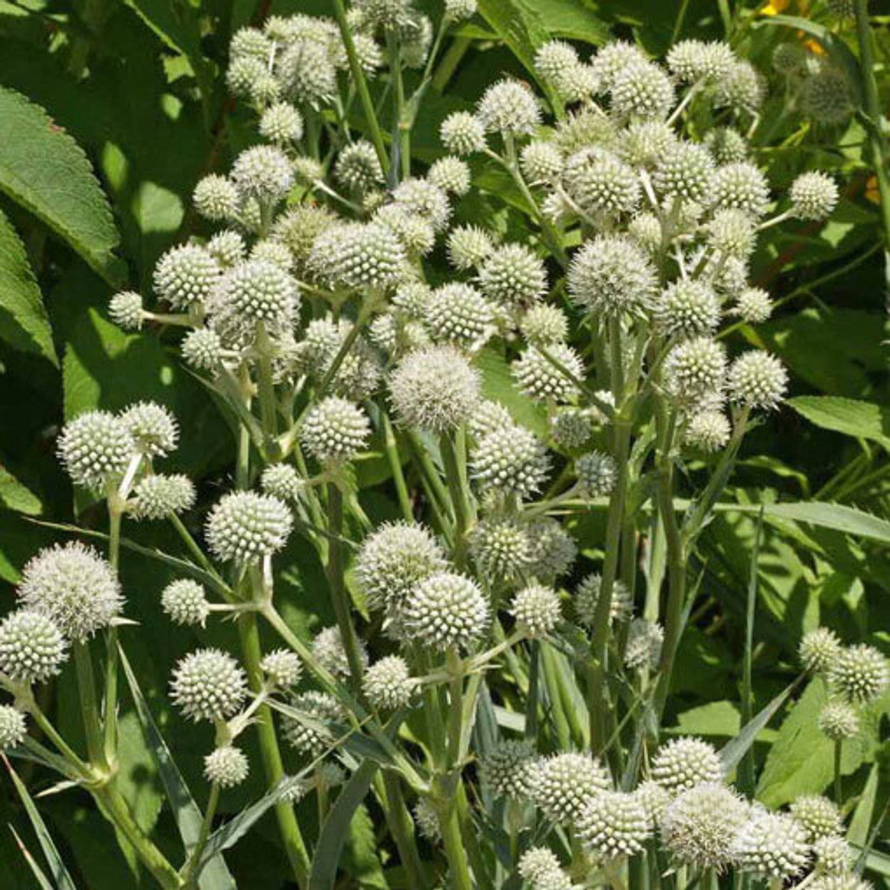 Rattlesnake Master Seed (Eryngium yuccifolium)