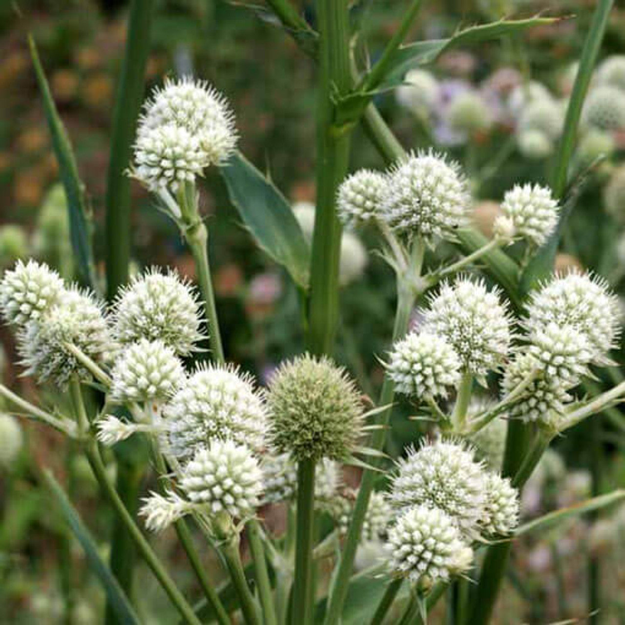 Rattlesnake Master Seed (Eryngium yuccifolium)