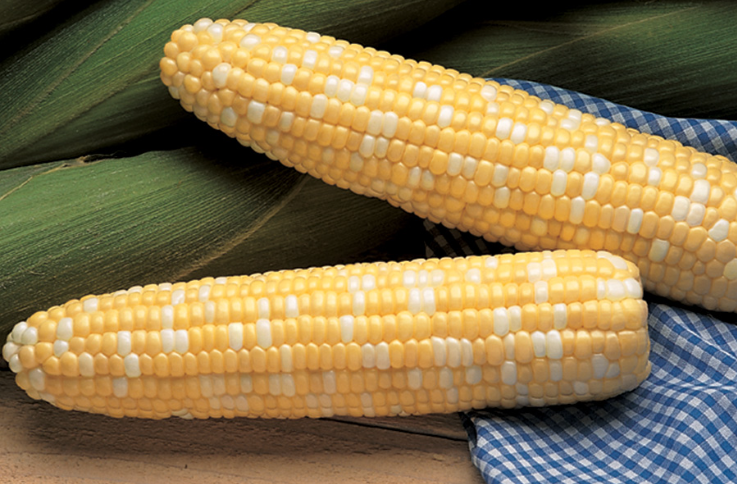 sweet corn seeds for planting Serendipity Sweet Corn, conventional hybrid sweet corn, triple-sweet bi-color kernels, high-yield variety, tender flavorful ears, disease-resistant sweet corn, garden vegetable seed – Elk Mound Seed