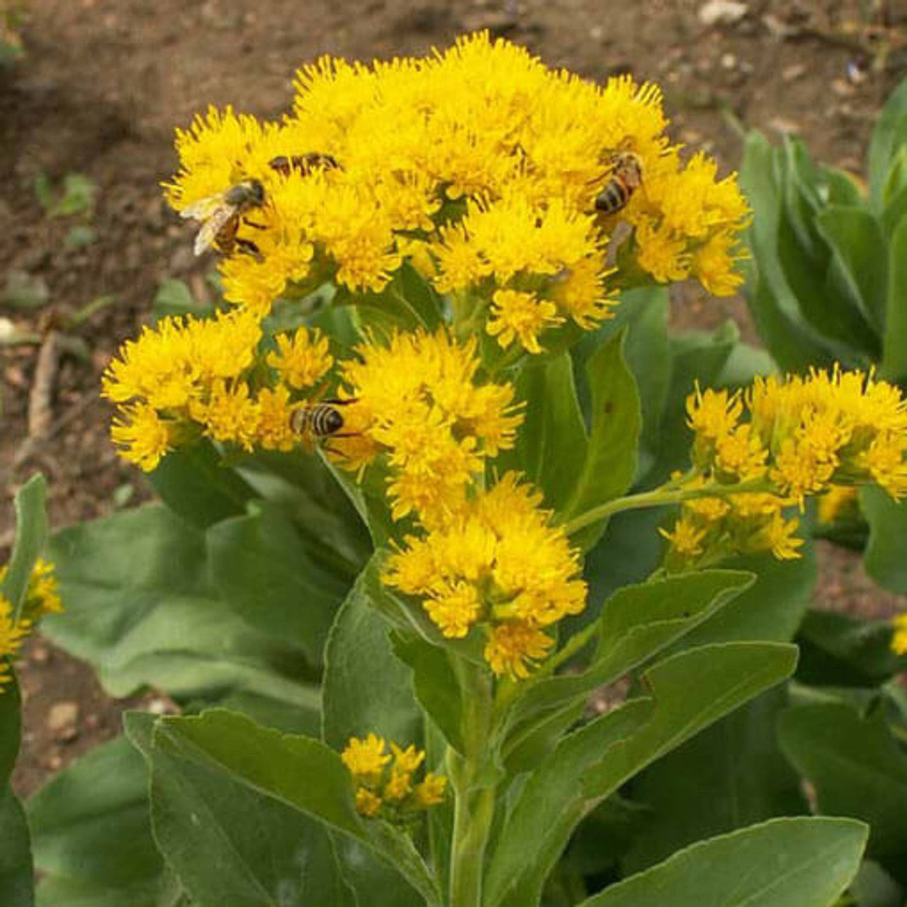 Stiff Goldenrod Seed (Solidago rigida)