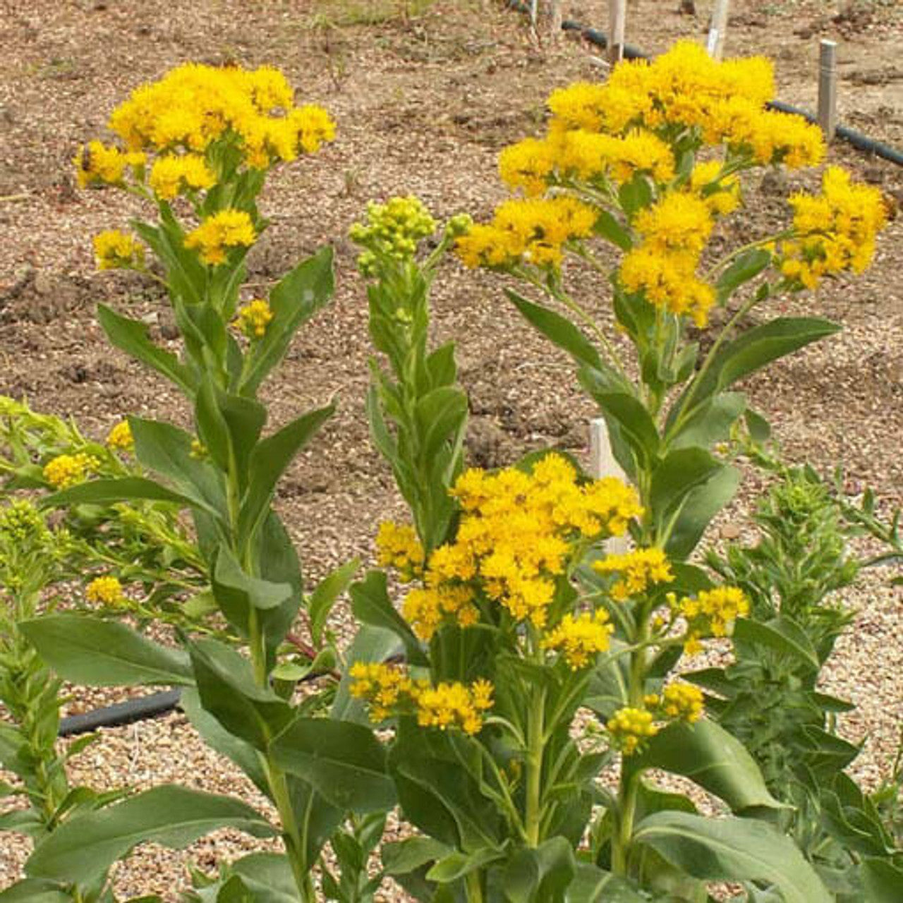 Stiff Goldenrod Seed (Solidago rigida)