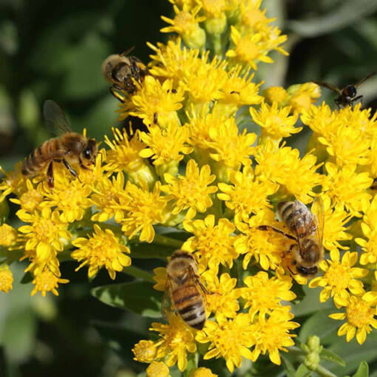 Stiff Goldenrod Seed (Solidago rigida)