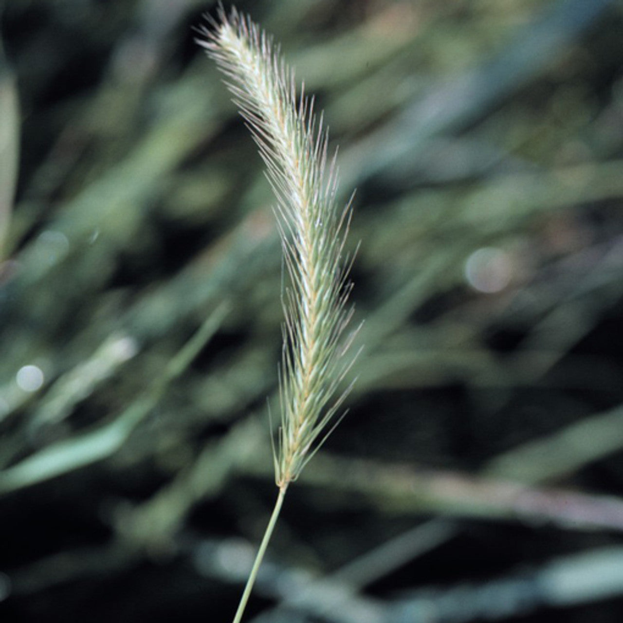 Virginia Wildrye Seed (Elymus virginicus)