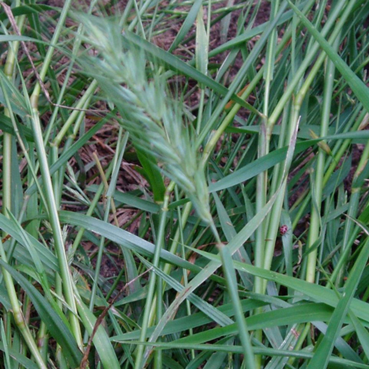 Virginia Wildrye Seed (Elymus virginicus)