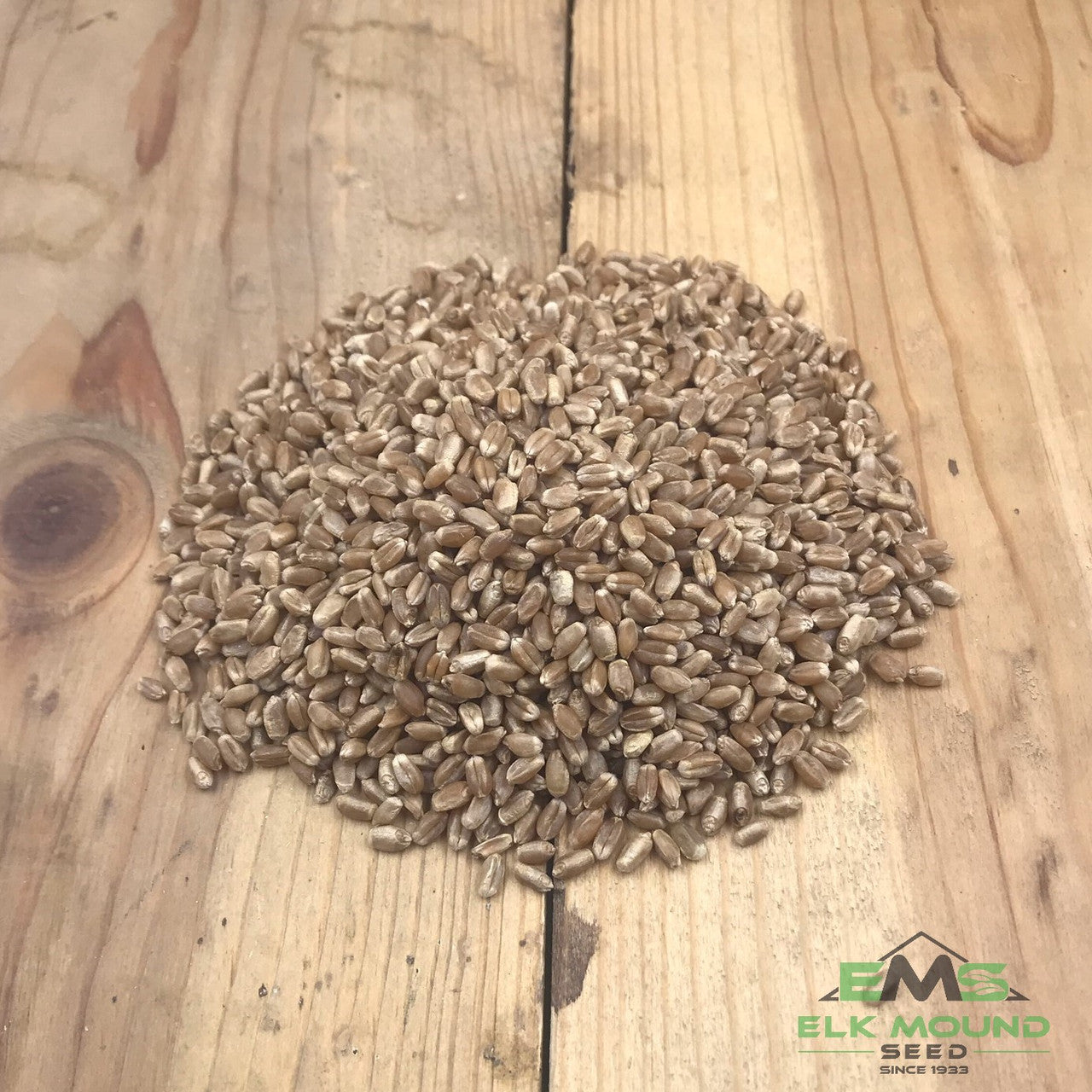 Certified Lang Hard Red Spring Wheat