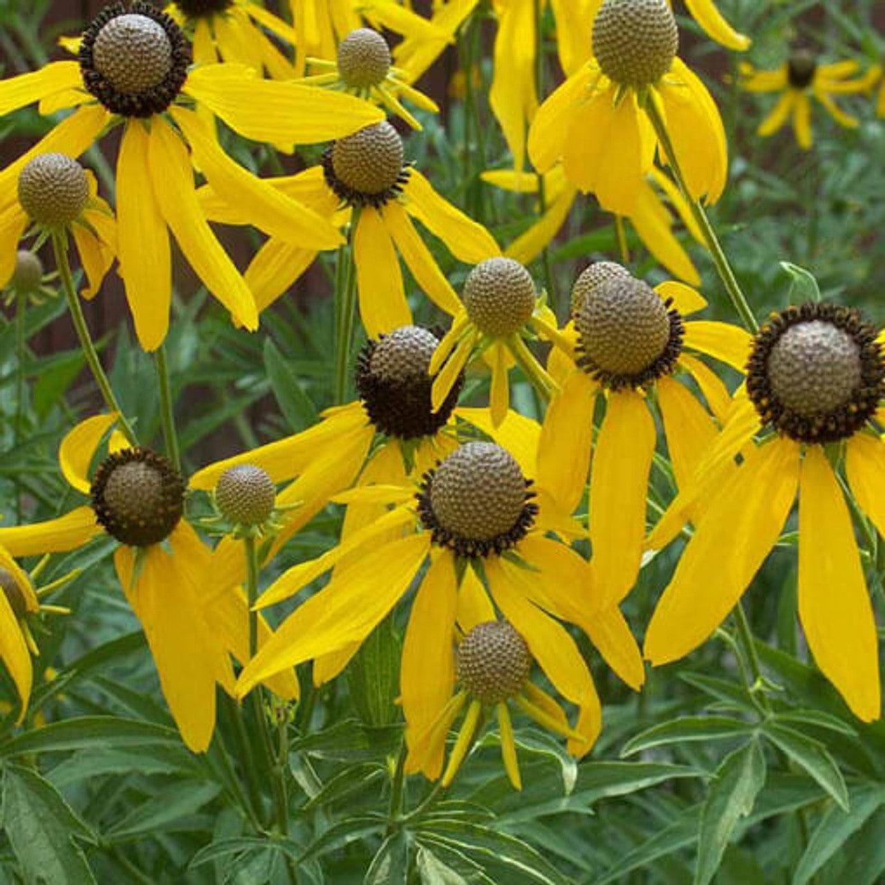 Yellow Coneflower Seed (Ratibida pinnata)