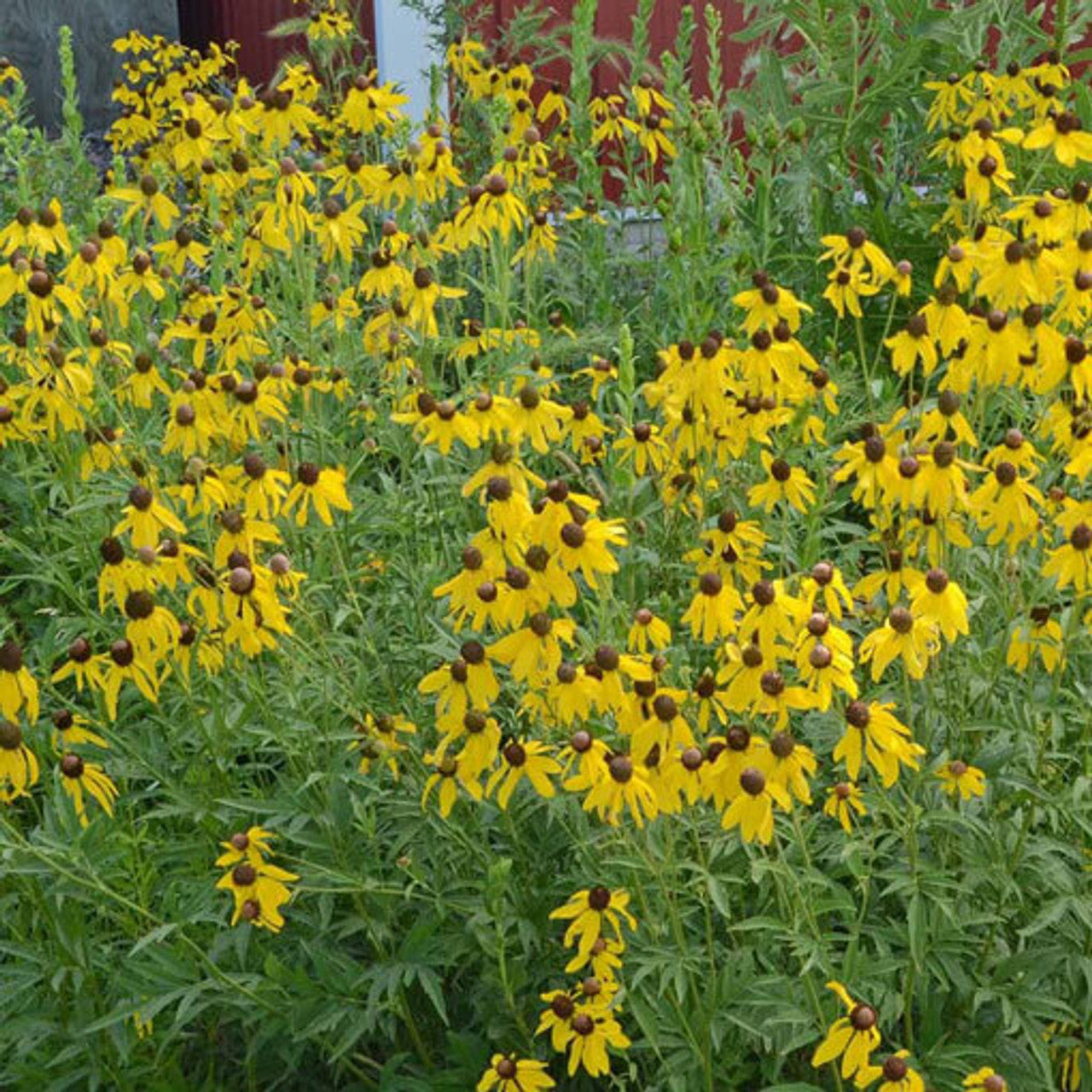 Yellow Coneflower Seed (Ratibida pinnata)