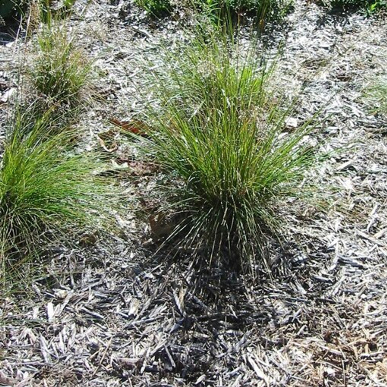 Prairie Dropseed (Sporobolus heterolepis)