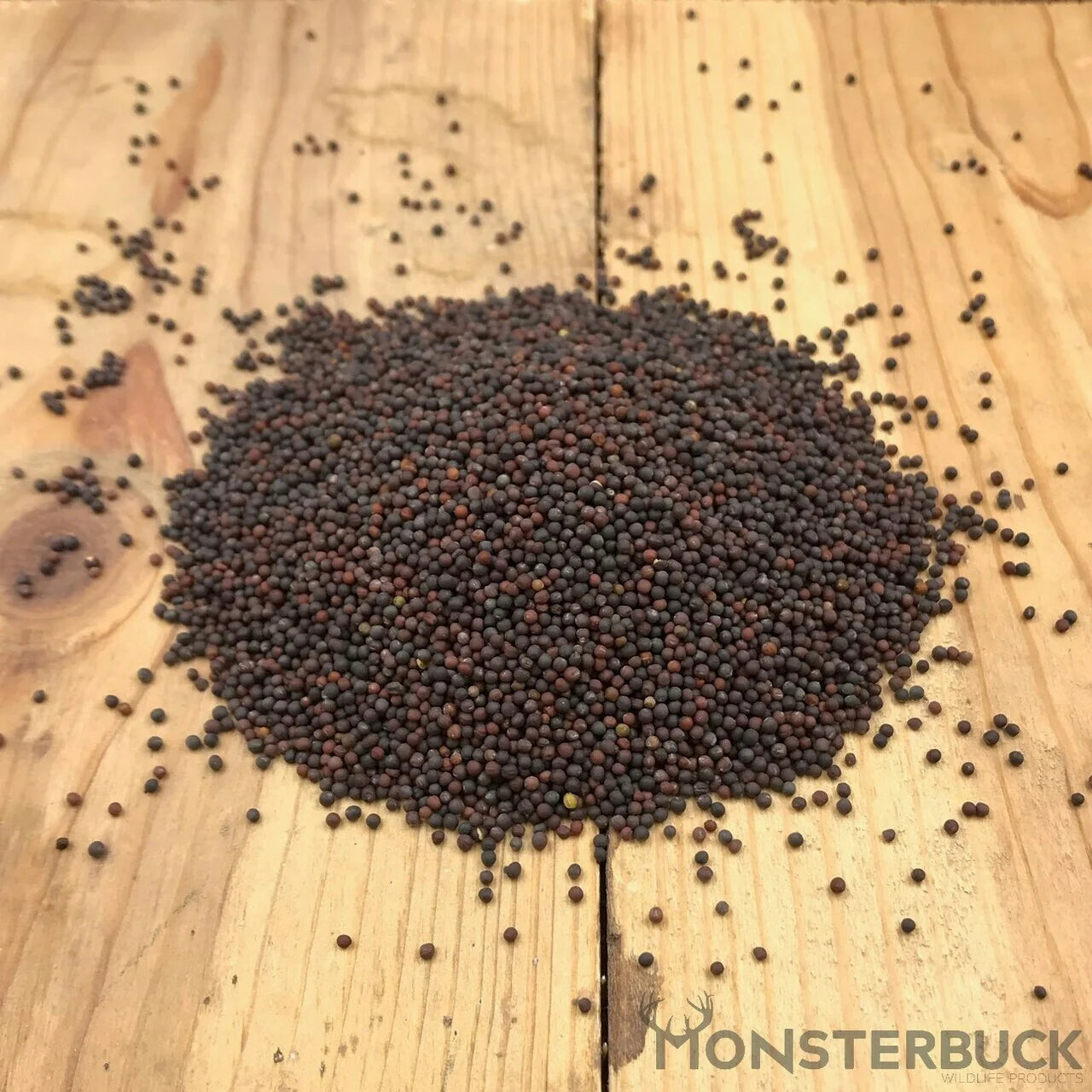 canola plant seed Canola Food Plot Seed