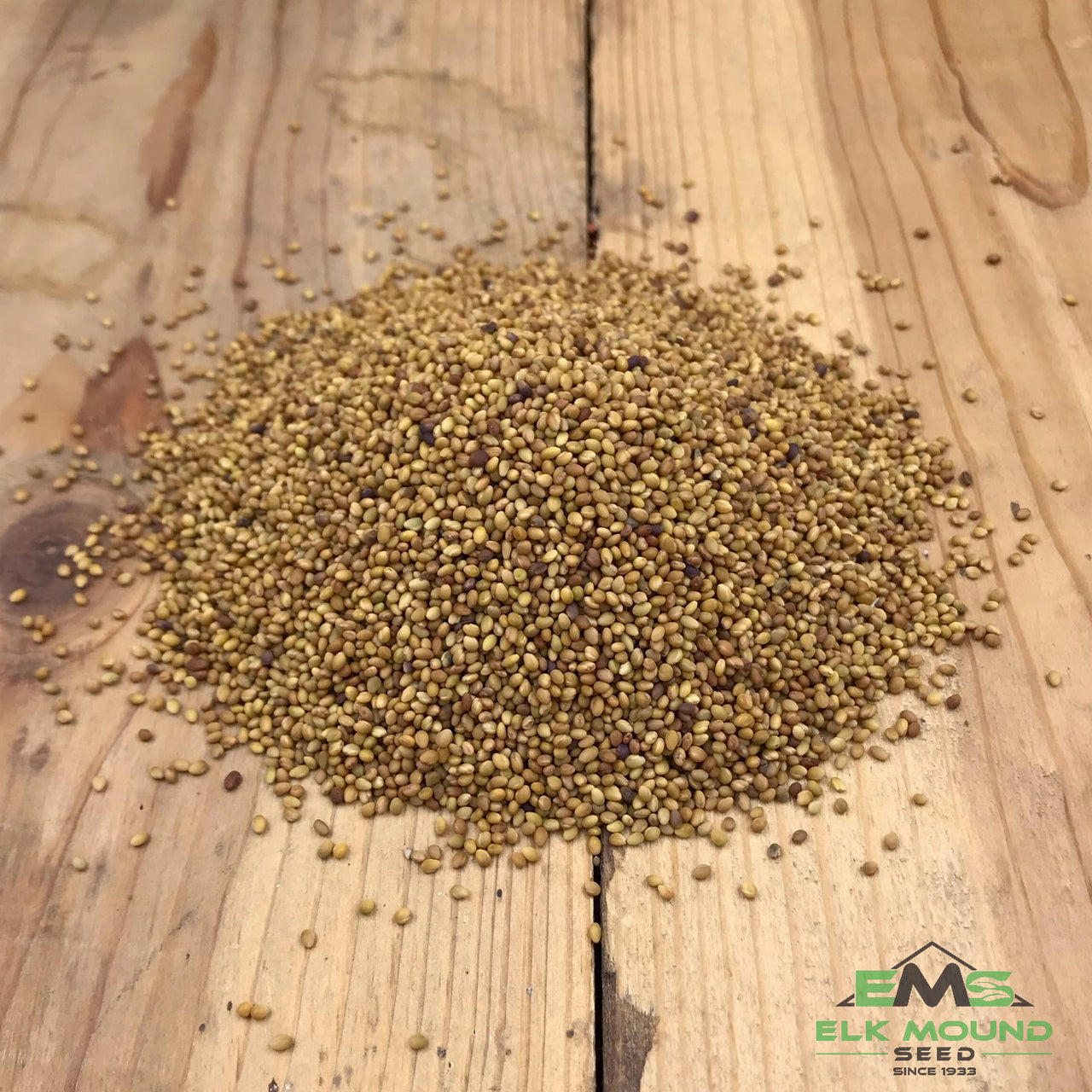 Berseem Clover Seed