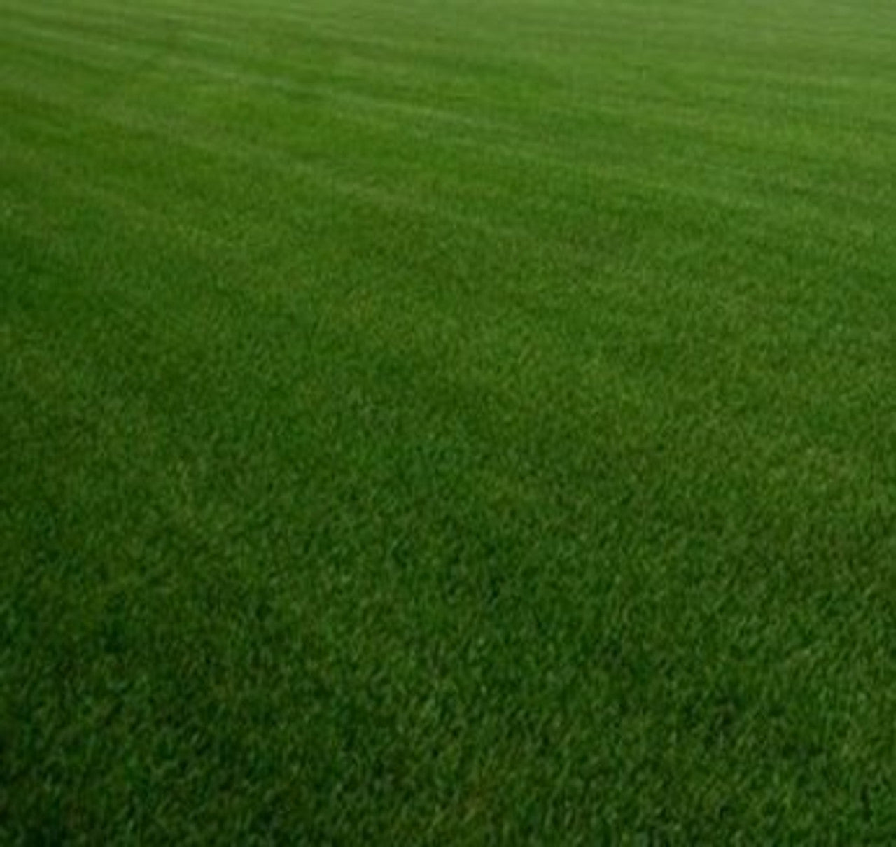 Kentucky Bluegrass Seed