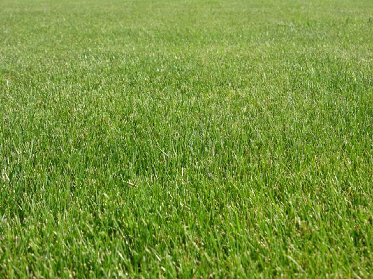Turf Type Perennial Ryegrass Seed