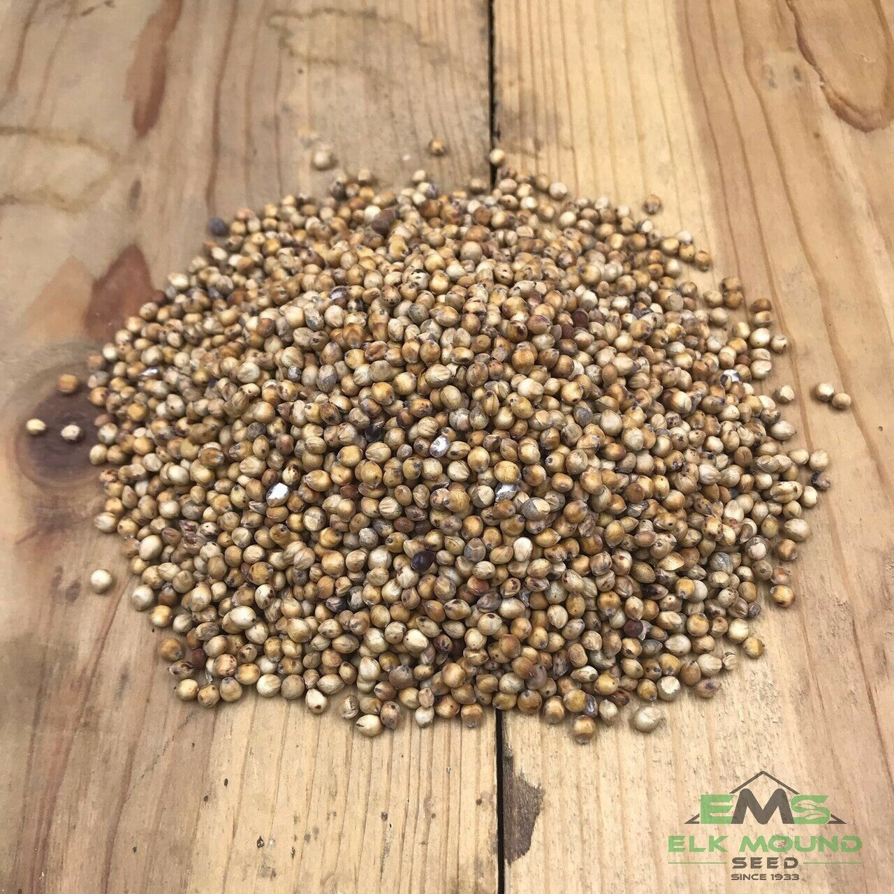 BMR (Brown Mid-Rib) Sorghum Sudangrass