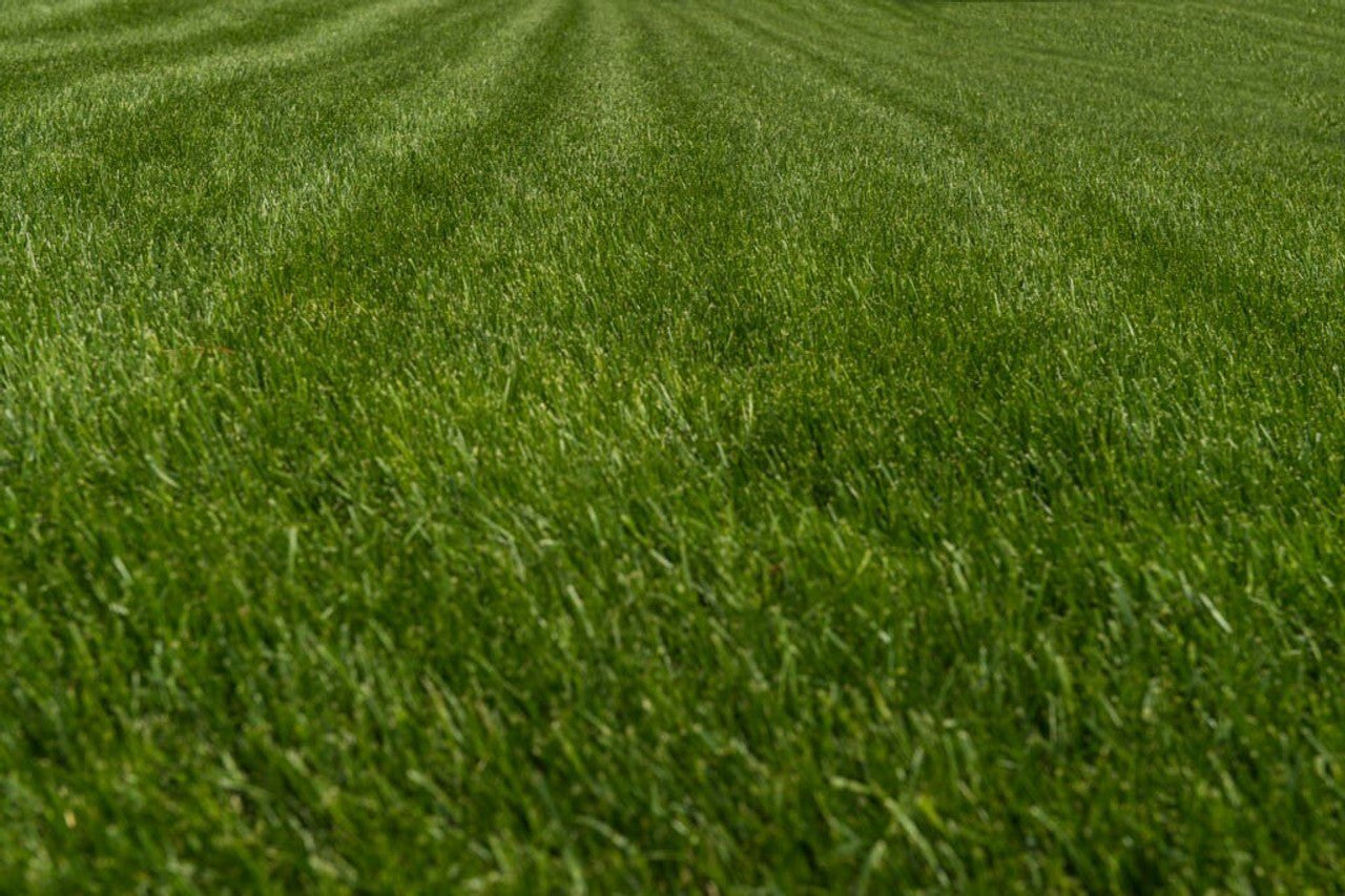 Turf Type Tall Fescue Seed