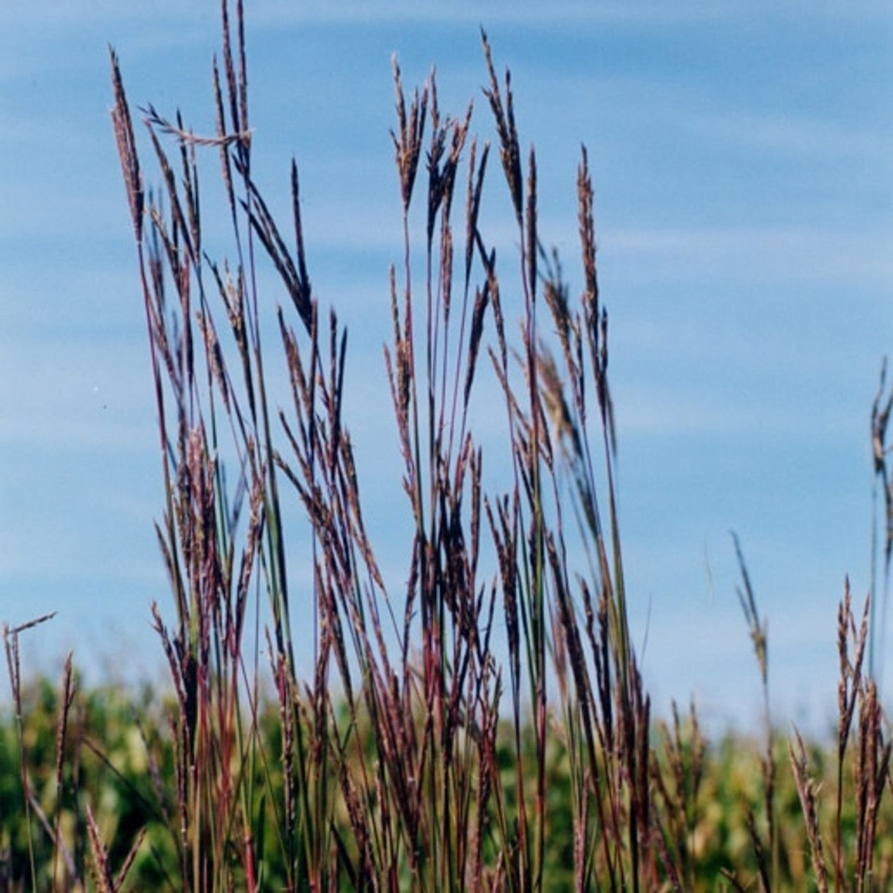 Big Bluestem Seed (Andropogon gerardii)