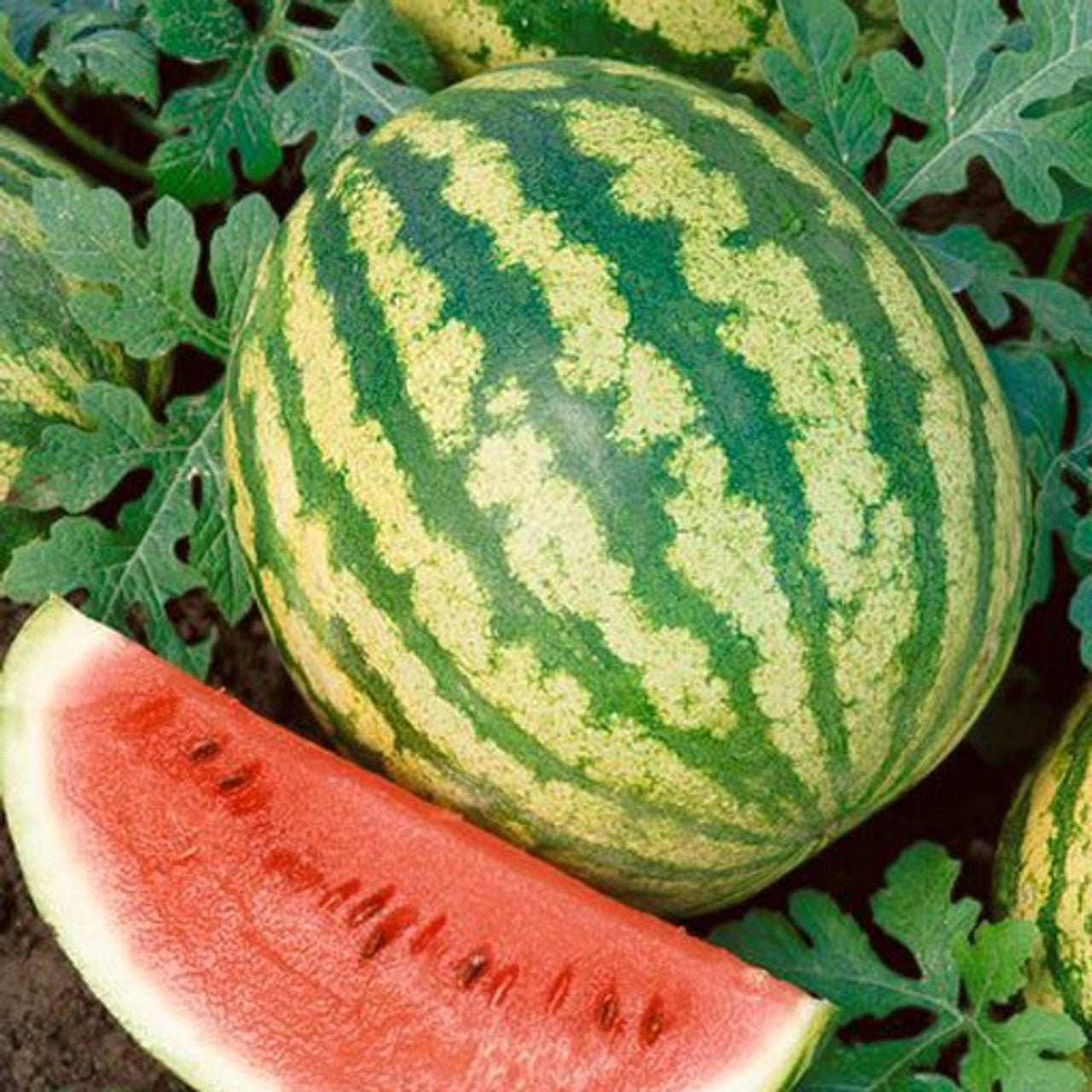 planting crimson sweet watermelon seeds Crimson Sweet Watermelon Seed