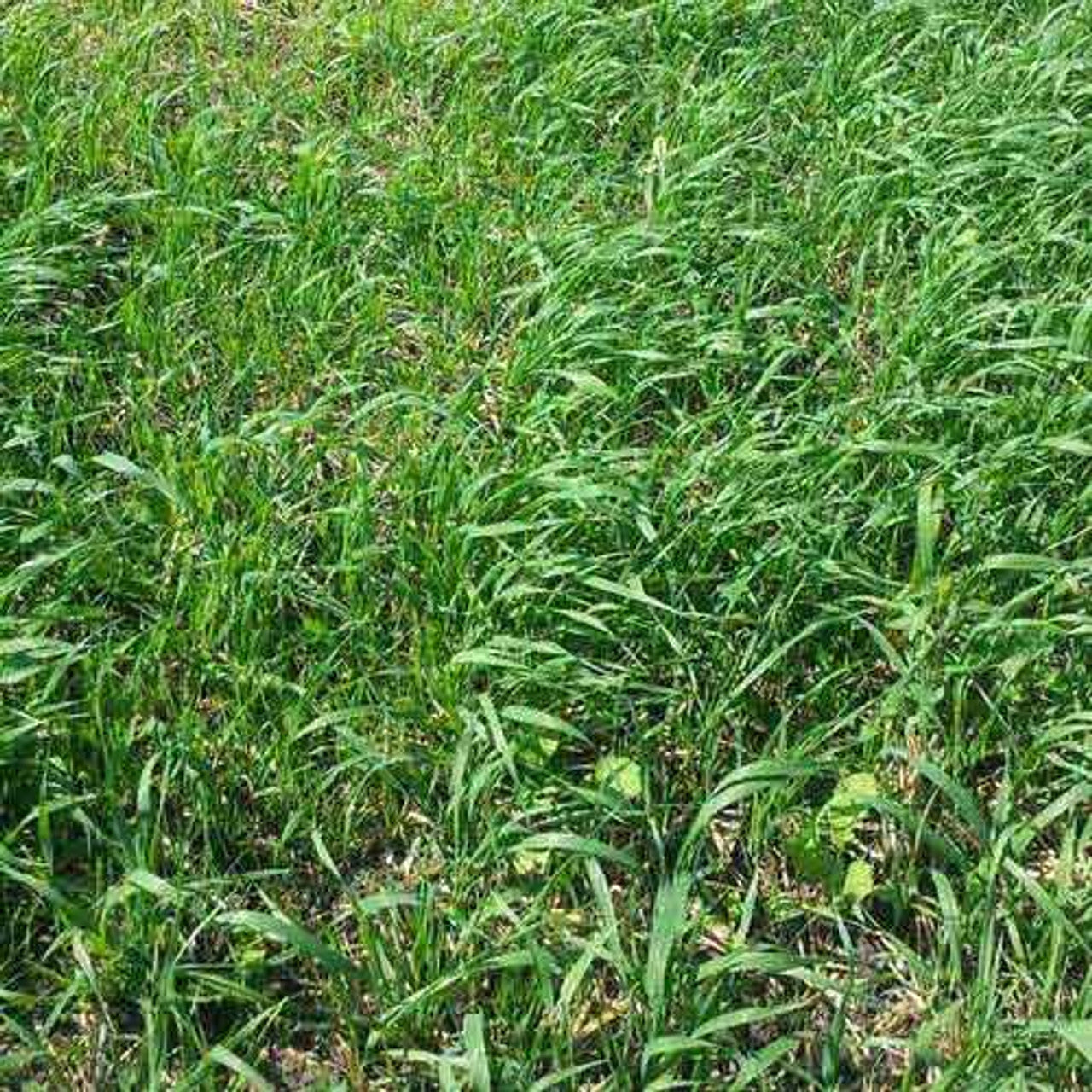 Tilth Builder Plus