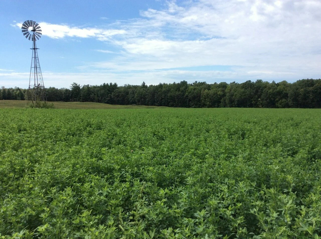 Alfalfa Food Plot Seed
