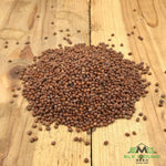 Buster (Daikon) Radish Seed
