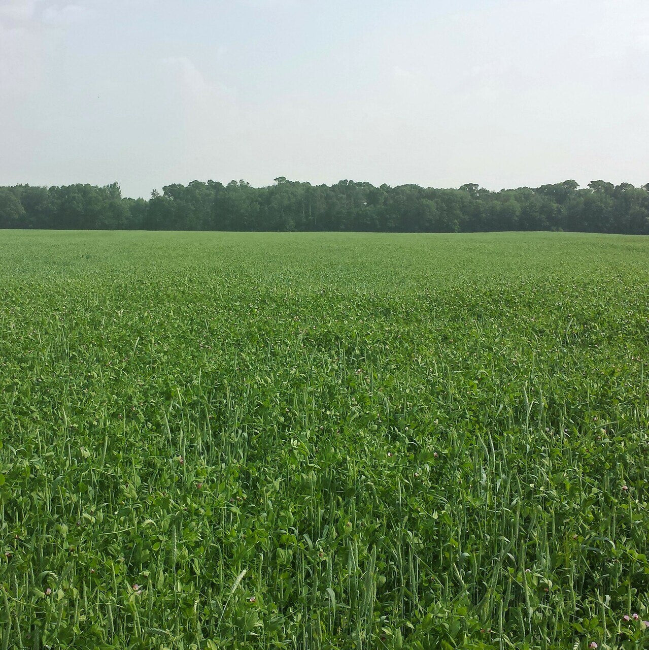 4010 Peas & Triticale