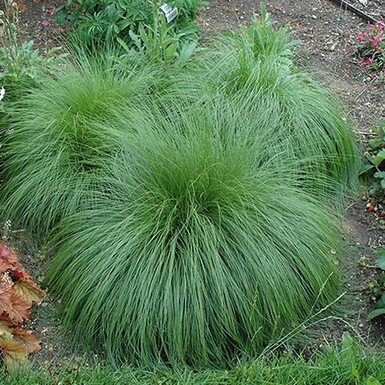 Prairie Dropseed (Sporobolus heterolepis)