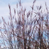 Big Bluestem Seed (Andropogon gerardii)