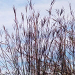 Big Bluestem Seed (Andropogon gerardii)